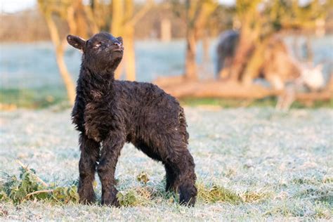 Black Lamb Dog