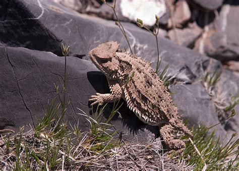 Horned Toad Stock Photos, Pictures & Royalty-Free Images - iStock