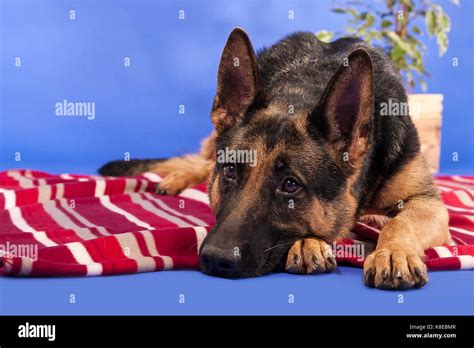 German Shepherd Lying Stock Photo Alamy