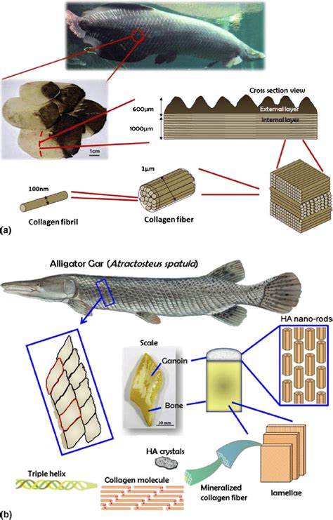 Alligator Gar Bite Force This Is When You Can Get Hurt Said Hefner