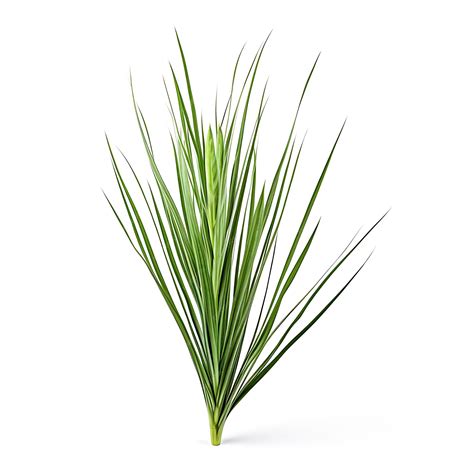 Premium AI Image | Carex Aquatilis Muted Green a Water Sedge Leaf