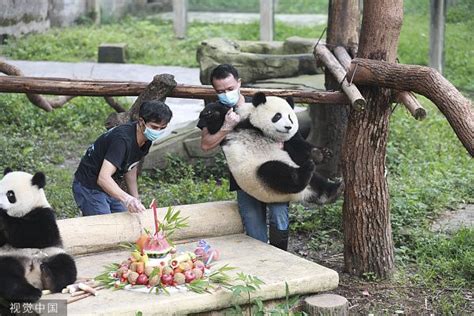 重庆动物园大熊猫集体过生日