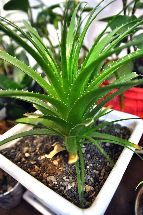 Why My Aloe Vera Plant Leaves Are Bending And Drooping