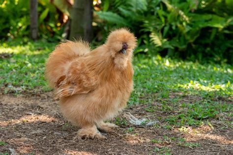 "Silkie Chicken" Images – Browse 294 Stock Photos, Vectors, and Video ...