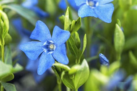 How To Grow Vinca Periwinkle