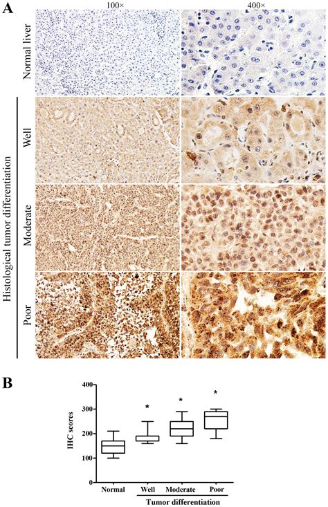 Increased Cdc20 Expression Is Associated With Development And