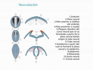 Embiologia Formacion Del Tubo Neural Ppt