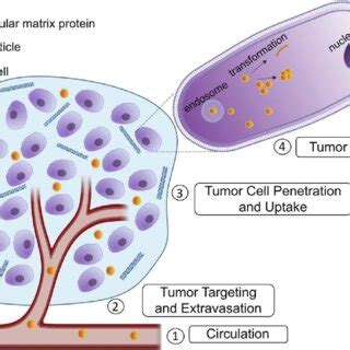 Biological barriers in drug delivery to tumors. Several barriers ...