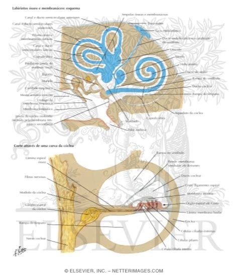 Adult Ear Organization Osseous And Membranous Labyrinths