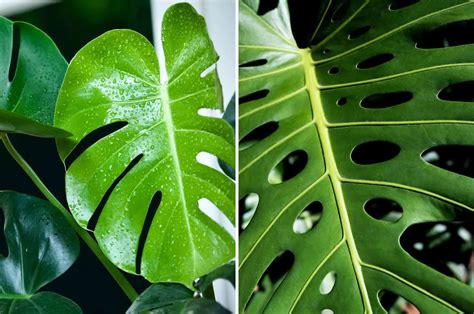 The Main Differences Between Philodendron Vs Monstera