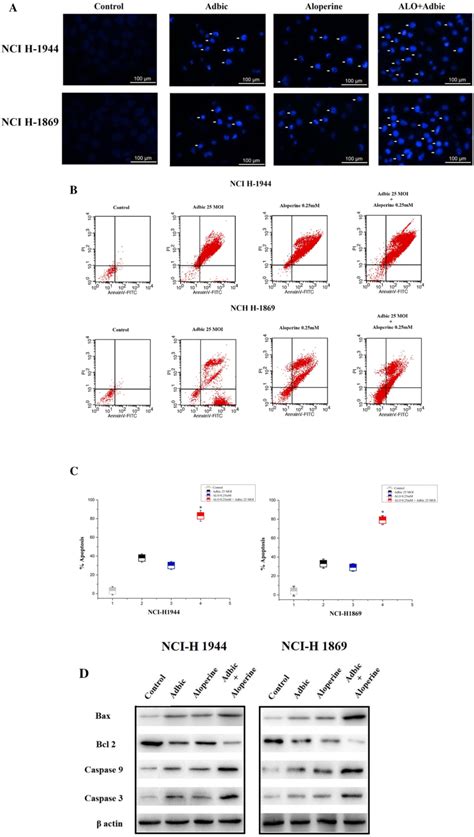 Apoptosis Induction Analysis A NSCLC Cells Were Treated With ALO