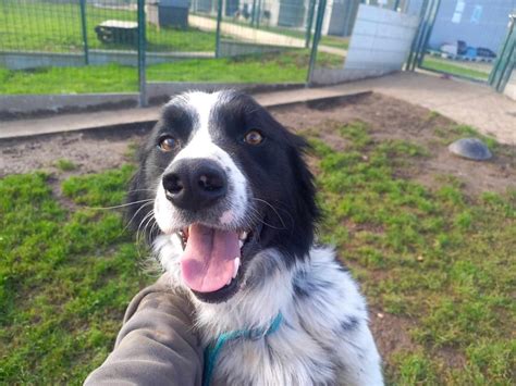 Adoption de Udon qcn réservé Indéfinie chien border collie région