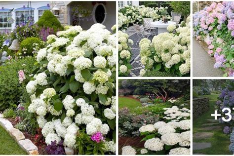 19 Gorgeous Evergreen Shrubs You Will Love