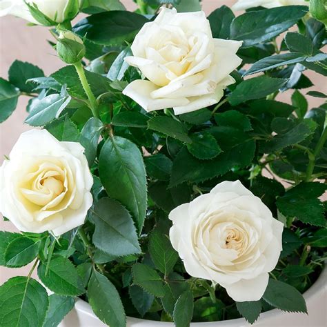 Planting Roses White Rose Plant White Roses