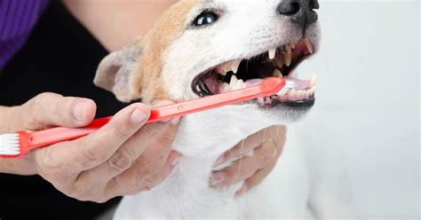 Best Dog Toothbrush | PetGuide