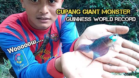 Ikan Cupang Giant Terbesar - Mengenal Jenis Ikan Cupang Asli Indonesia Yang Diburu Kolektor ...