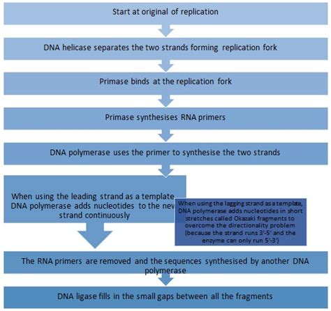 Introduction To Dna Replication A Level Biology Revision Notes