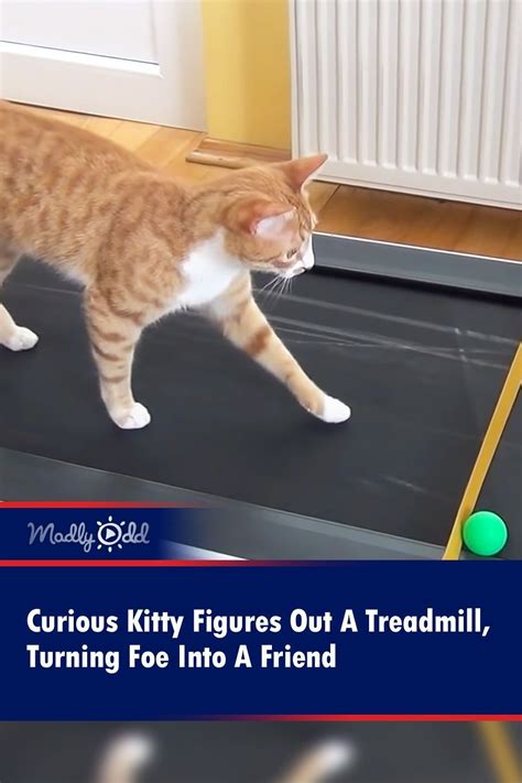 Curious Kitty Figures Out A Treadmill Turning Foe Into A Friend Artofit