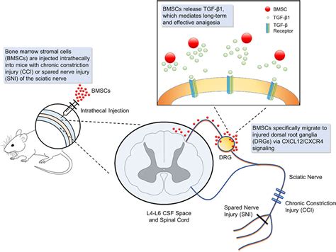 Frontiers Neuroinflammation Bone Marrow Stem Cells And Chronic Pain