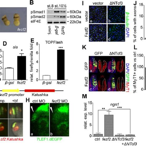 fezf2 promotes Wnt β catenin signalling and induces neuronal