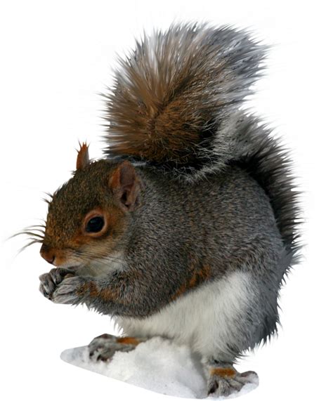 Squirrel File Png Transparent Background Free Download 20471