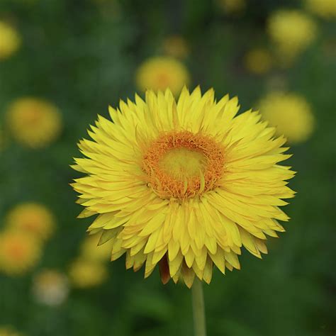 The Yellow Everlasting Daisy 2 Australian Native Flower Photograph By