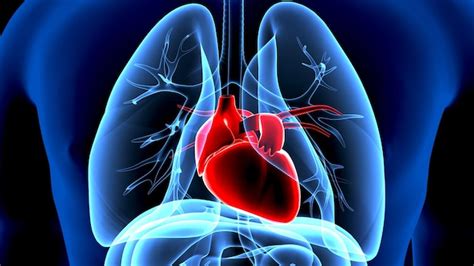 Images De Circulation Pulmonaire T L Chargement Gratuit Sur Freepik