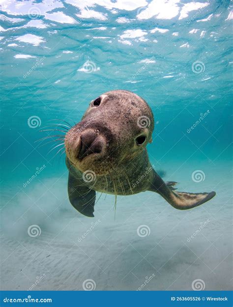 Funny Sea Lion Under The Ocean Stock Photo Image Of Flippers