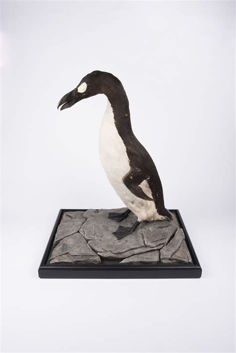 Extinct Auks Yorkshire Museum