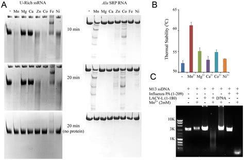 Divalent Cation Dependent Nuclease Activity And Thermal Stability Of