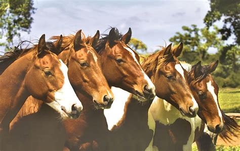 5 Horse Lineup Graphy Wide Screen Equine Bonito Horse Animal Hd