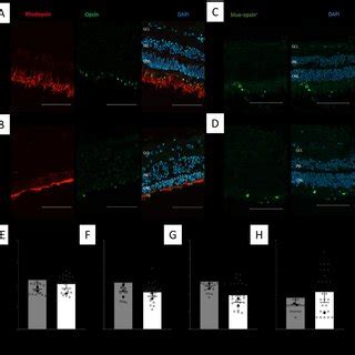 Changes Mediated By Fh Loss In Rpe Cells In The Co Cultured Human