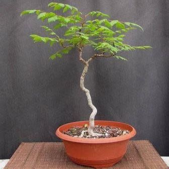 Koelreuteria Paniculata - Golden Rain Tree Bonsai & Bonsai EBook - 5 ...