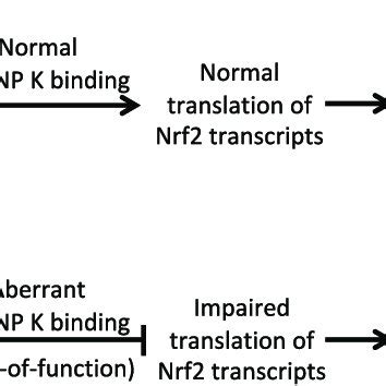 Proposed Mechanism Of Hnrnp K Gain Of Toxic Function In Tdp Mutant