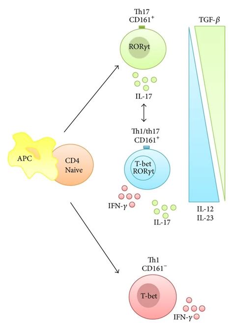 Th Th Balance Th Cells Exhibit Plasticity Towards The Th