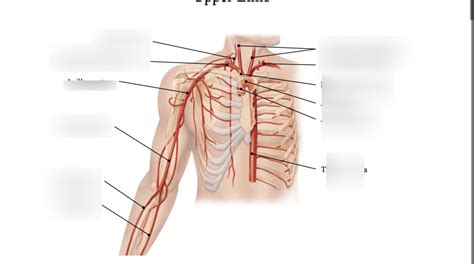 Major Vessels Of Upper Limb Diagram Quizlet