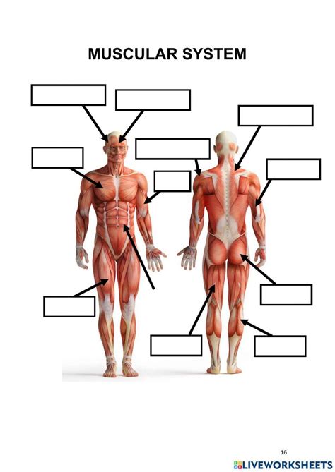 Solved Posterior Muscular System Worksheet On The Posterior