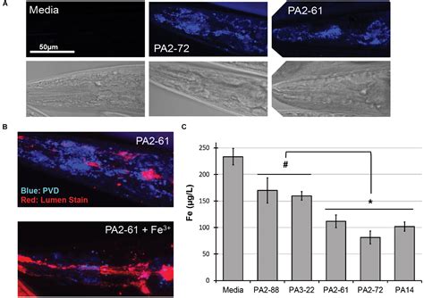 Frontiers Pyoverdine Dependent Virulence Of Pseudomonas Aeruginosa