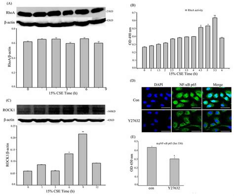 Cse Induced Nf κb Activation Is Regulated Through The Rhoarock Axis In