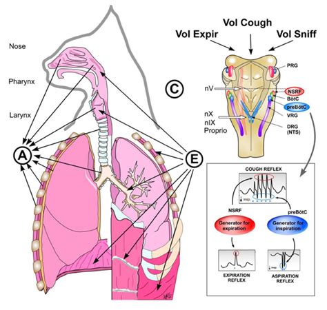 Cough Reflex Pathway - Herbs and Food Recipes