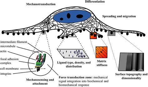 Frontiers Cellulose Biomaterials For Tissue Engineering