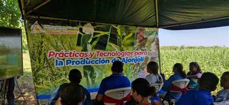 Inta Transfiere Tecnolog As A Productores Nicarag Enses De Ajonjol