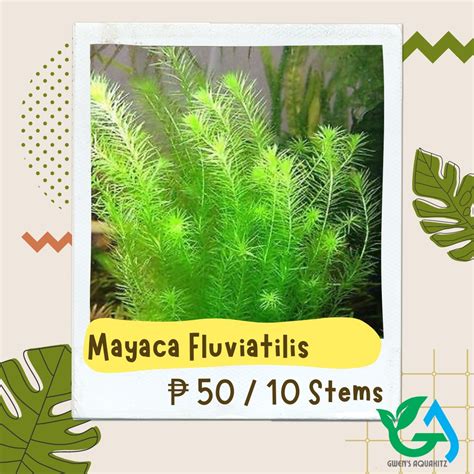 Mayaca Fluviatilis Mayaca Sp Santarem Red Rare Low Tech Aquatic