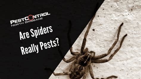 Are Spiders Pests Pest Control North Brisbane