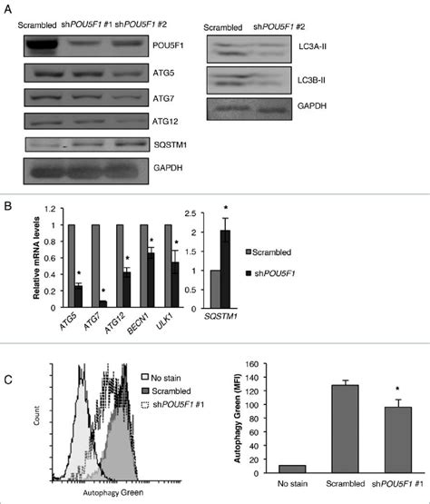 POU5F1 K D Inhibits Autophagy In NT2 D1 Cells A NT2 D1 POU5F1 K D