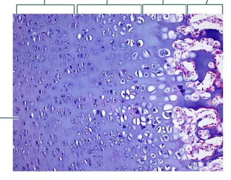 Epiphyseal Plate Diagram Quizlet