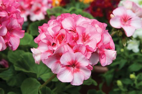 PELARGONIUM hortorum HORIZON NEW STAR (coated seeds) - Muller Seeds