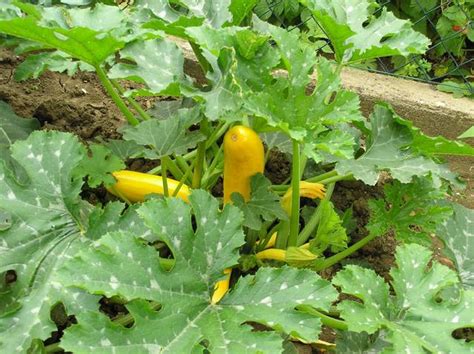 Courgette semis ou plantation culture et récolte