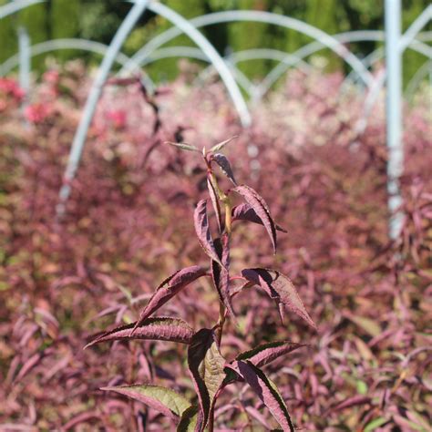 Deutzie Kalmiiflora Deutzia Purpurea Kalmiiflora Zulauf