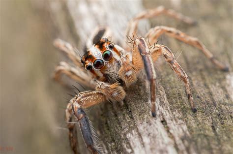 Worlds Largest Jumping Spider And Friend